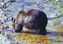 Ursus arctos